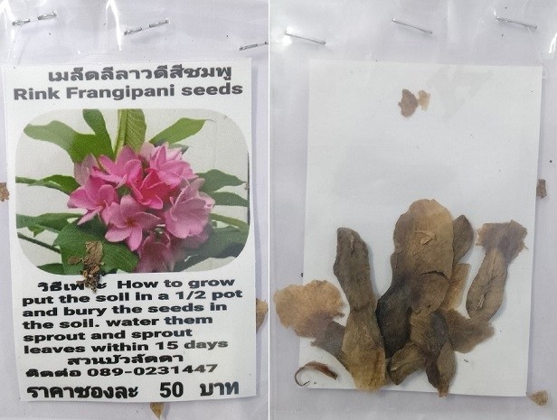 Rink Plumeria Frangipani Kathalichapa Seeds