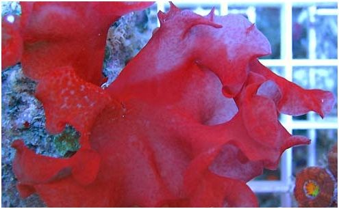 Rose Petal Red Cryptonemia Macroalgae