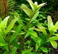 Rotala Ceylon