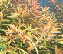 Rotala Fujian