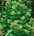 Rotala Indica