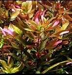 Rotala Macrandra Bangladesh