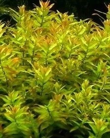 Rotala Macrandra Green