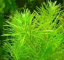 Rotala Nanjenshan 