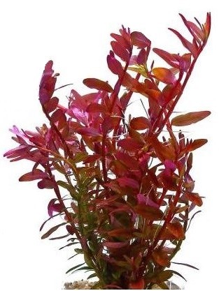Rotala Rotundifolia HI RED