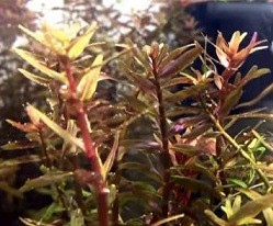 Rotala Rotundifolia HRA 