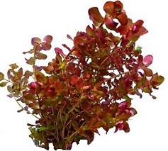 Rotala Macrandra PINK