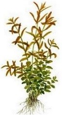 Rotala Rotundifolia Green