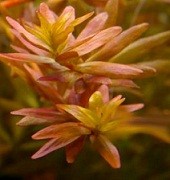 Rotala Rotundifolia Pink 