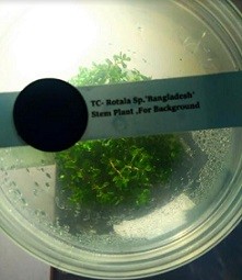 Rotala Bangladesh