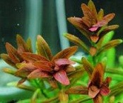 Rotala Sunset