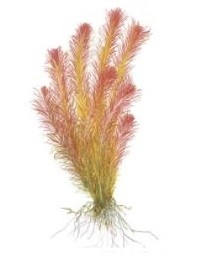 Rotala Wallichii Longleaf