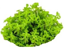 Rotala Wayanad 