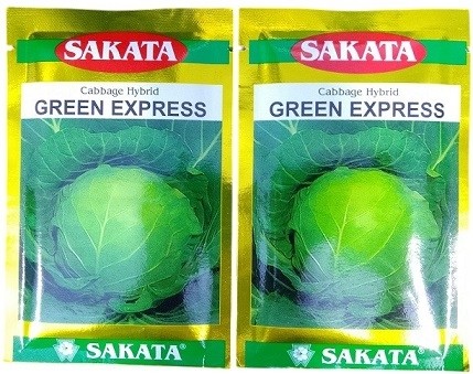 Sakata Japan Green Express Cabbage Vegetable Seeds – F1 Hybrid for Rapid Growth & Uniform Heads (20g Pack)