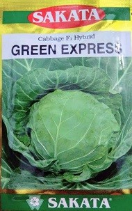 SAKATA Japan Green Express Cabbage Vegetable Seeds