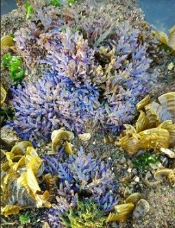 Scroll Macroalgae