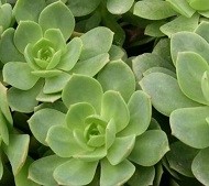 Sedeveria Green Rose Succulent Plants