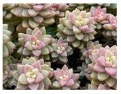 Sedeveria Pink Granite Succulent Plants