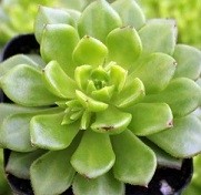 Sedeveria Rolly Succulent Plants