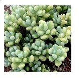 Sedum Allantoides Rose Succulent Plants