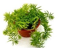 Sedum Angelina Green Succulent Plants