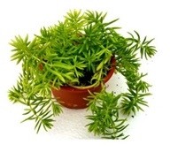 Sedum Angelina Green Succulent Plants