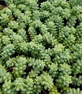 Sedum Burrito Succulent Plants