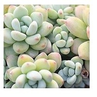 Sedum Clavatum Succulent Plants