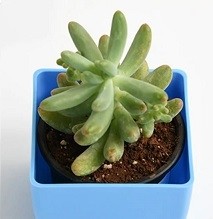 Sedum Pachyphyllum Succulent Plants