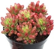 Sedum Rubrotinctum Aurora Succulent Plants