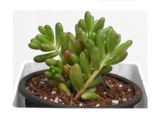 Sedum Rubrotinctum Succulent Plants