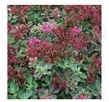 Sedum Spurium Coccineum Succulent Plants