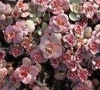 Sedum Spurium Voodoo Succulent Plants