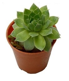 Sempervivum Green Wheel Succulent Plants