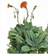 Senecio Cephalophorus Mountain Fire Succulent Plants