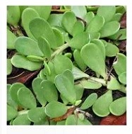 Senecio Jacobsenii Succulent Plants 