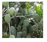 Silver Dollar Succulent Plants