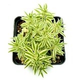 Silver Sedum Succulent Plants