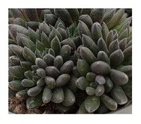 Sinocrassula Yunnanensis Succulent Plants