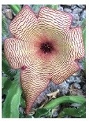 Stapelia Gigantea Succulent Plants