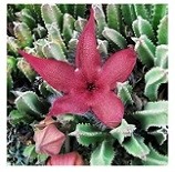 Stapelia Grandiflora Succulent Plants