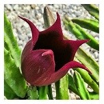 Stapelia Leendertziae Succulent Plants