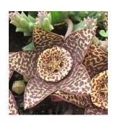 Stapelia Variegata Succulent Plants