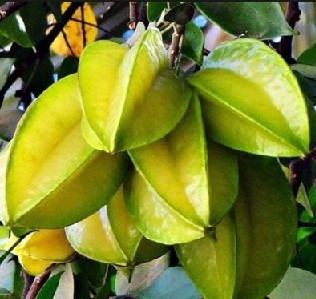 Star Fruit Live Indian Garden Plants