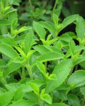 Stevia Live Indian Garden Plants