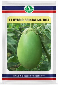 Sungro Seeds F1 No 1014 Hybrid Brinjal Seeds – 50g | High‑Yield Green Variety