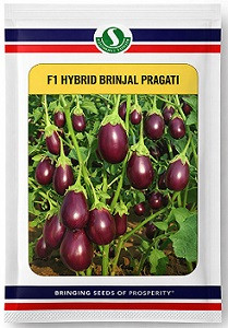 Sungro Seeds Pragati F1 Hybrid Brinjal Seeds – 50g | High‑Yield Purple Eggplant Variety