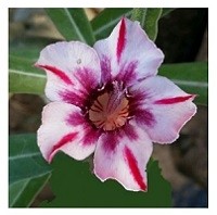 Wonder Star Adeniums Obesum Plants