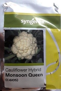 Syngenta C6105 Monsoon Queen Hybrid Cauliflower Seed