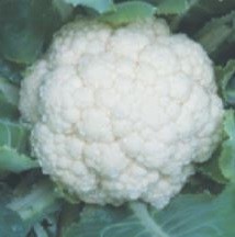 Syngenta CFL1522 Cauliflower Seeds